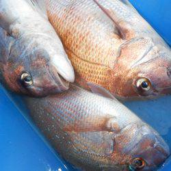 こうゆう丸 釣果