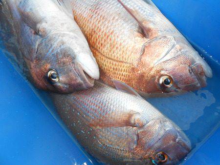 こうゆう丸 釣果