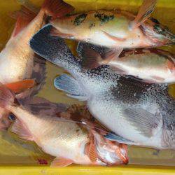 第二むつ漁丸 釣果