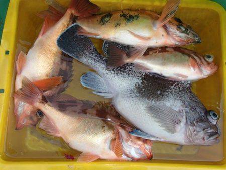 第二むつ漁丸 釣果