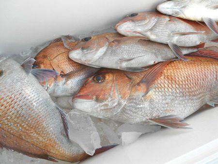 こうゆう丸 釣果