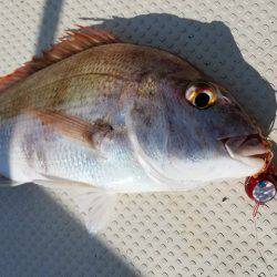 遊漁船　ニライカナイ 釣果