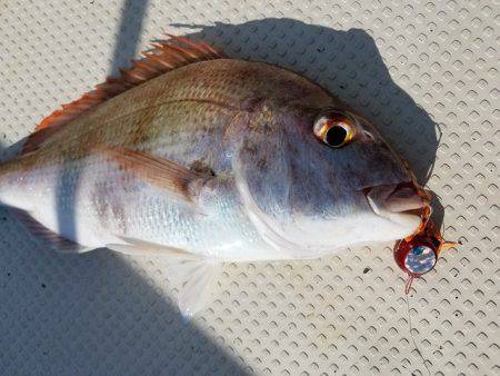 遊漁船　ニライカナイ 釣果