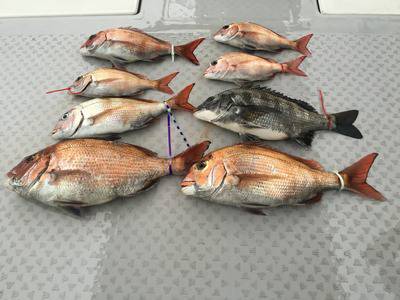 ミタチ丸 釣果