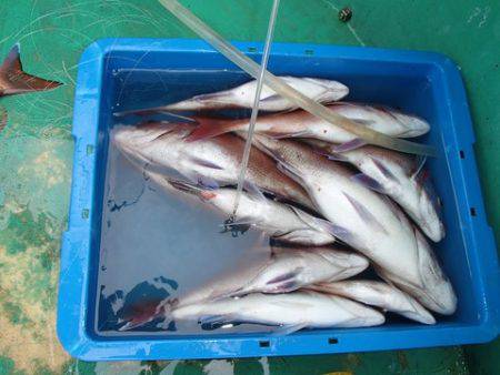 第二むつ漁丸 釣果