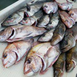 Magic（マジック） 釣果