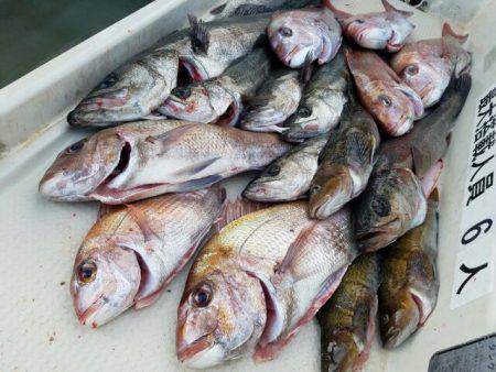 Magic（マジック） 釣果