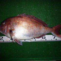 海山フィッシングセンター 釣果