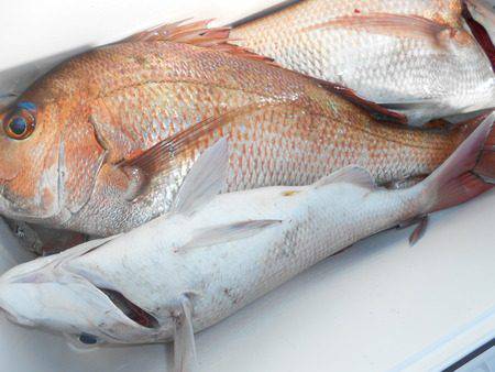 こうゆう丸 釣果