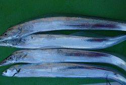 久里浜黒川本家 釣果