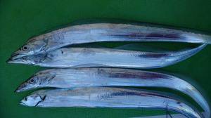 久里浜黒川本家 釣果