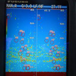 こうゆう丸 釣果