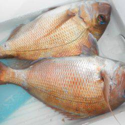 こうゆう丸 釣果