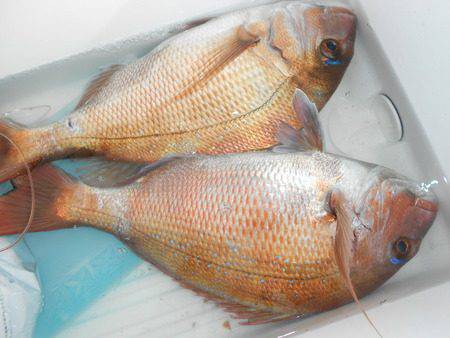 こうゆう丸 釣果