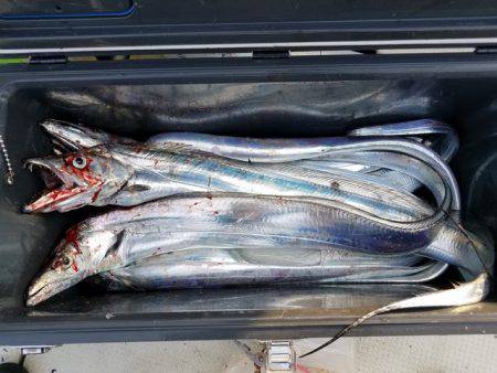 遊漁船　ニライカナイ 釣果