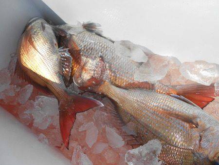 こうゆう丸 釣果