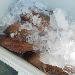 こうゆう丸 釣果