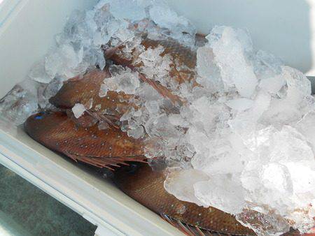 こうゆう丸 釣果