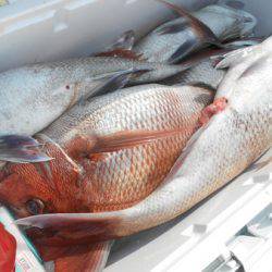 こうゆう丸 釣果