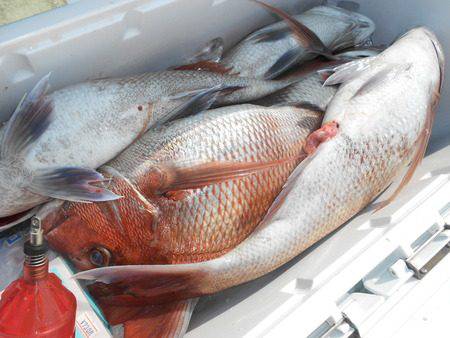 こうゆう丸 釣果