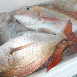 こうゆう丸 釣果