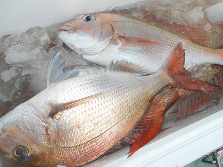 こうゆう丸 釣果