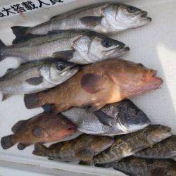 Magic（マジック） 釣果