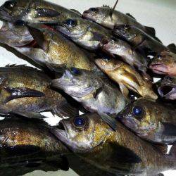 Magic（マジック） 釣果