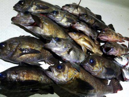 Magic（マジック） 釣果