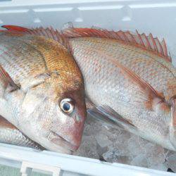 こうゆう丸 釣果