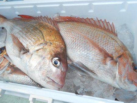 こうゆう丸 釣果