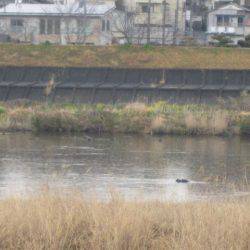 狩野川(狩野川漁業協同組合) 釣果