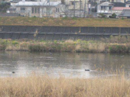 狩野川(狩野川漁業協同組合) 釣果