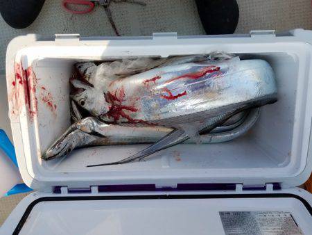 遊漁船　ニライカナイ 釣果