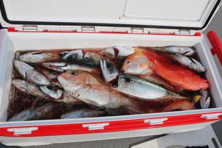 へいみつ丸 釣果