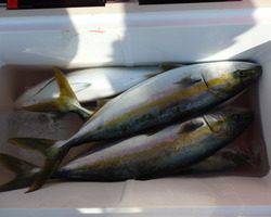 久里浜黒川本家 釣果