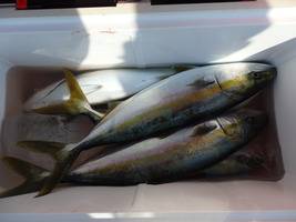 久里浜黒川本家 釣果