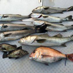 ミタチ丸 釣果