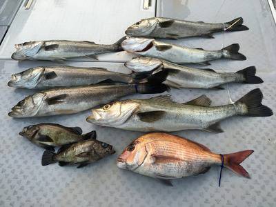 ミタチ丸 釣果