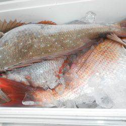 こうゆう丸 釣果