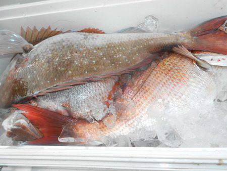 こうゆう丸 釣果