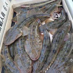 Magic（マジック） 釣果