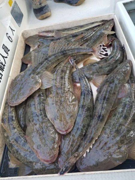 Magic（マジック） 釣果