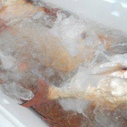 こうゆう丸 釣果