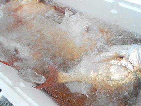 こうゆう丸 釣果