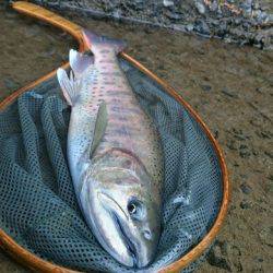 狩野川(狩野川漁業協同組合) 釣果