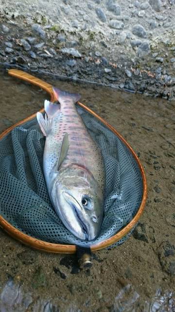 狩野川(狩野川漁業協同組合) 釣果