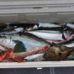 へいみつ丸 釣果