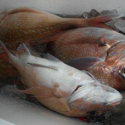 こうゆう丸 釣果