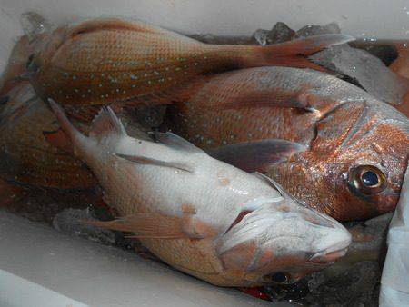 こうゆう丸 釣果